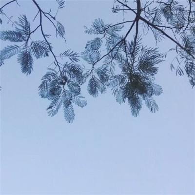 风起长安手机版下载